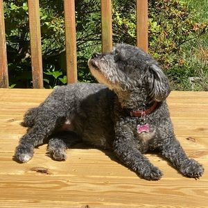 Meet your Posher, Jasmine